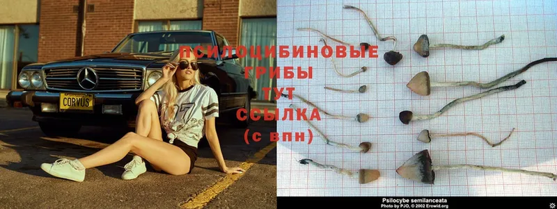 мега ссылки  купить   Агрыз  Псилоцибиновые грибы Psilocybine cubensis 